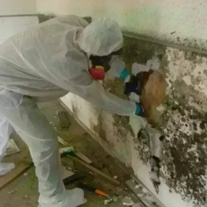 Mold Remediation and Removal in Graton, CA